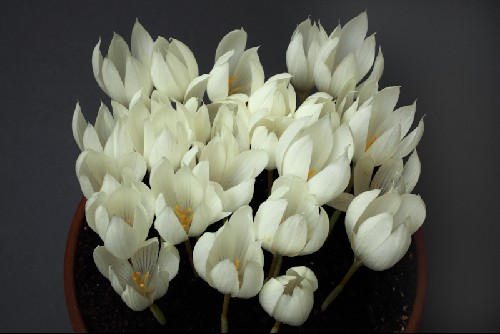 Crocus vallicola